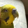 firulyce