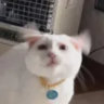 ciknay