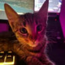 Matched profile picture