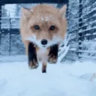 Team Renard