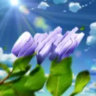Selected profile picture