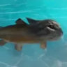 xviirus