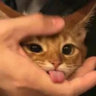 glitchabee