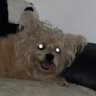 djgadj