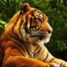 Selected profile picture