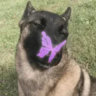 Selected profile picture
