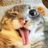 crazyk111