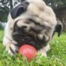 bigwildpug