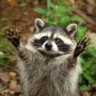 raccoon_boosting