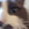 deeder