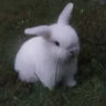 /bunny