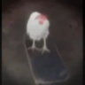 skate.board.chicken