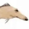 dangitdanger
