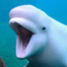 kagami_le_beluga
