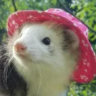 Selected profile picture