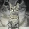 Matched profile picture