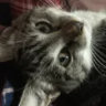 rikkya