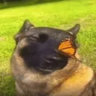 Matched profile picture