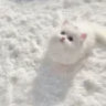 arcieacerumi