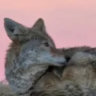 canis.carnivora