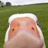 Selected profile picture