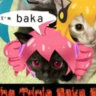 meowllidos