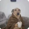boerns_
