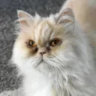 catladygina