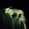 ursa.of.venus