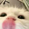 hrtlio
