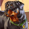 Selected profile picture