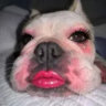 anonymous_bobo