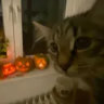 ghostfacepumpkingiggles