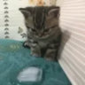 gabethecat_