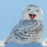 im_sillygoose