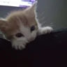 littlepoop0182