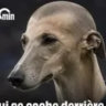 evil_doger