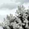 icequee3