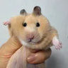 cornkiko